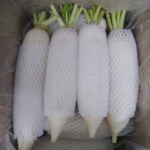 Radish