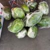 Papaya