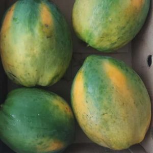 Papaya