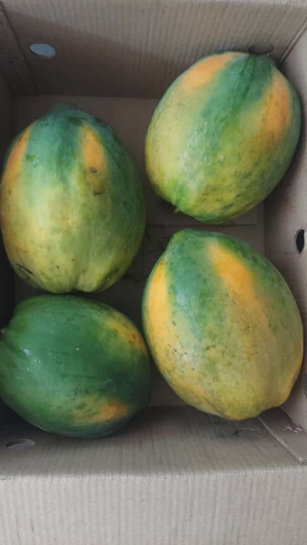 Papaya