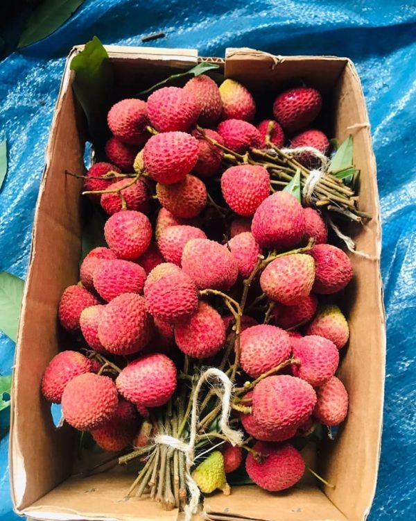 Lychee