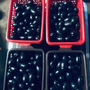 Java Plum