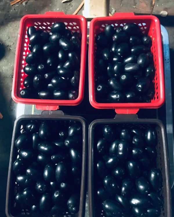 Java Plum