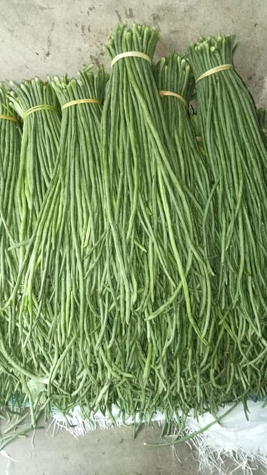 Yardlong Bean
