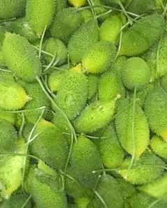 Spiny Gourd
