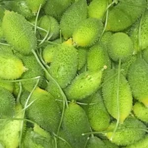 Spiny Gourd