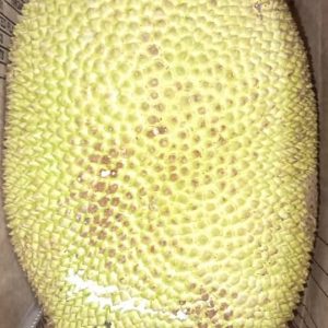 Jackfruit