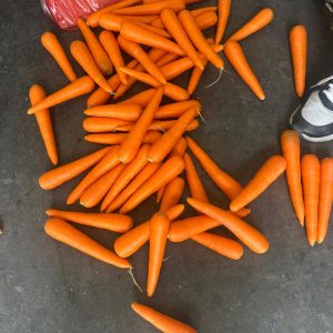 Carrot